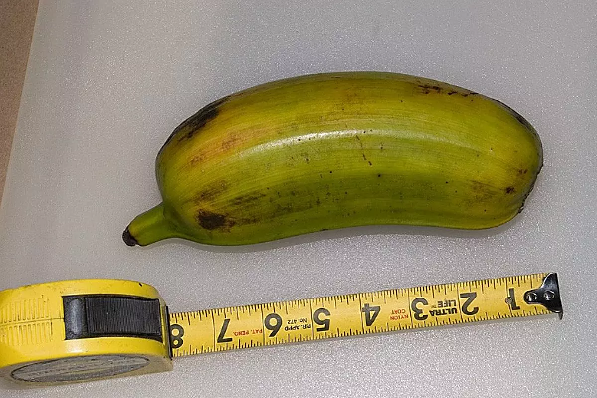 Una banana Hua Moa vicino a un metro