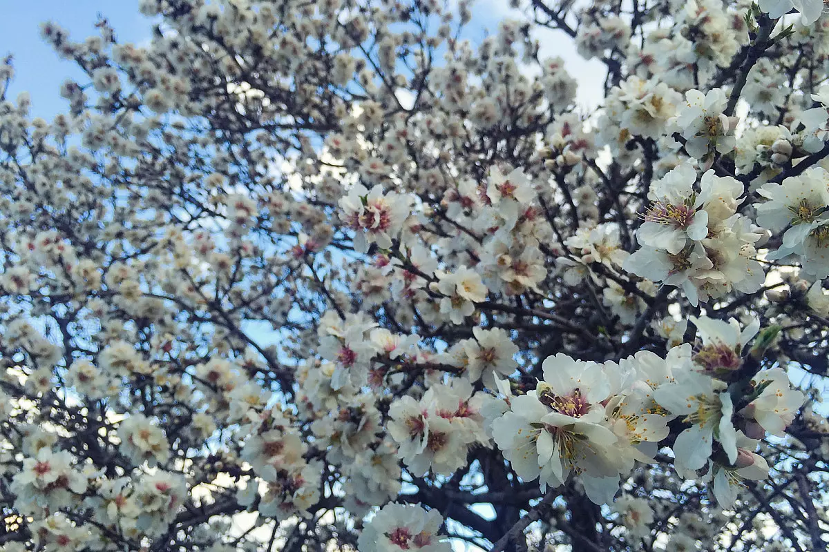 Alberi di mandorlo in fiore