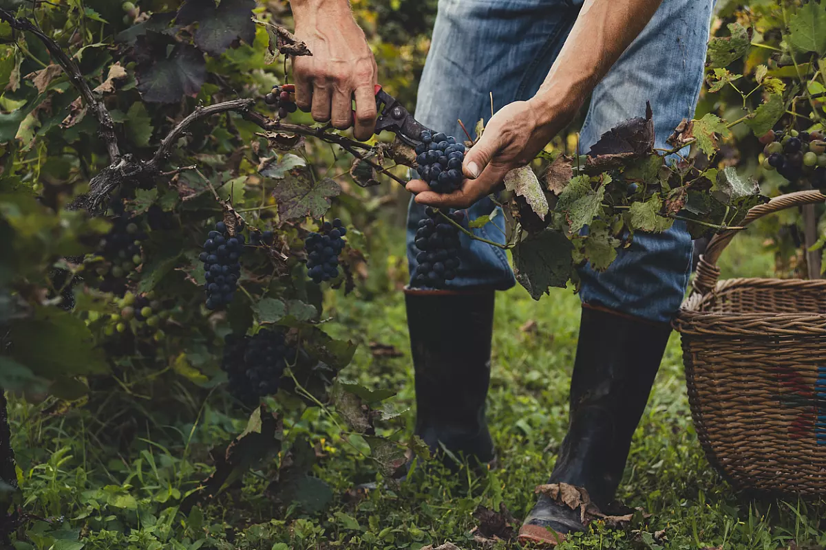 metodo manuale di cura dei vigneti