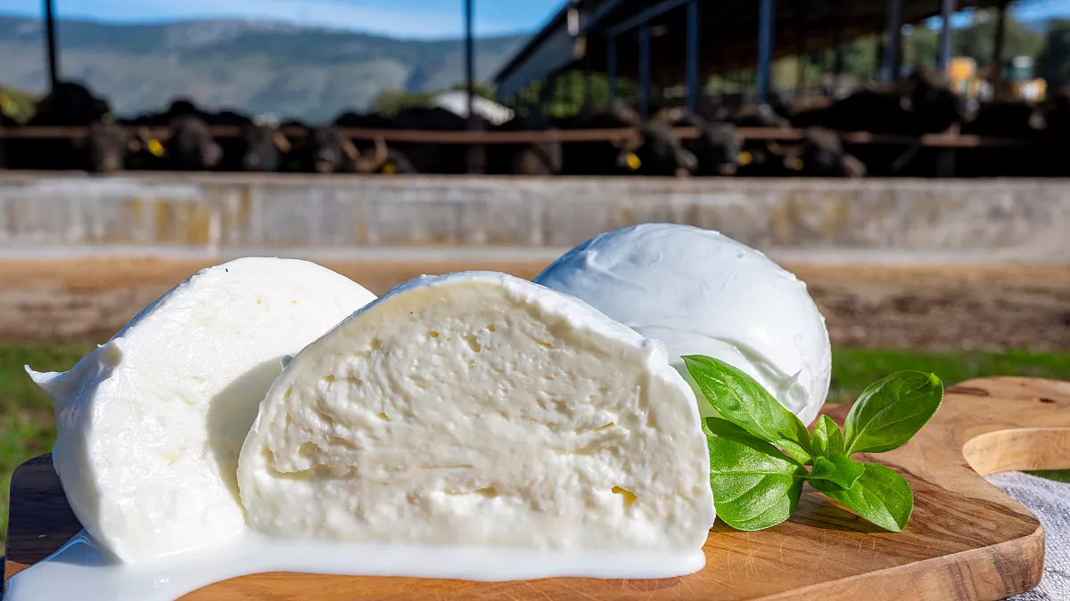 Mozzarella di Bufala