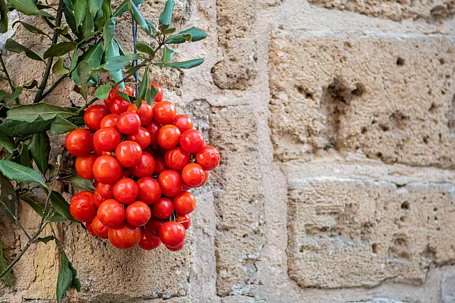 Pomodoro Pachino IGP, prodotto della Sicilia