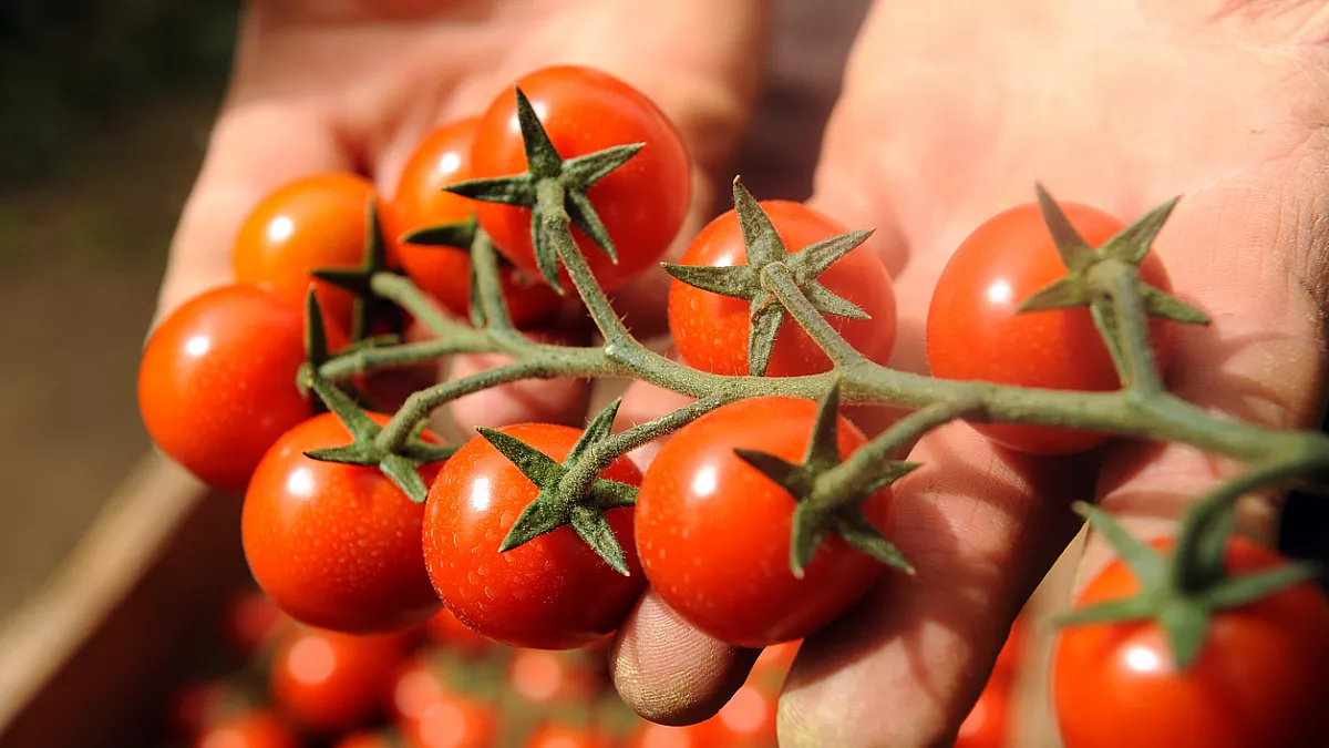 Pomodoro Pachino IGP