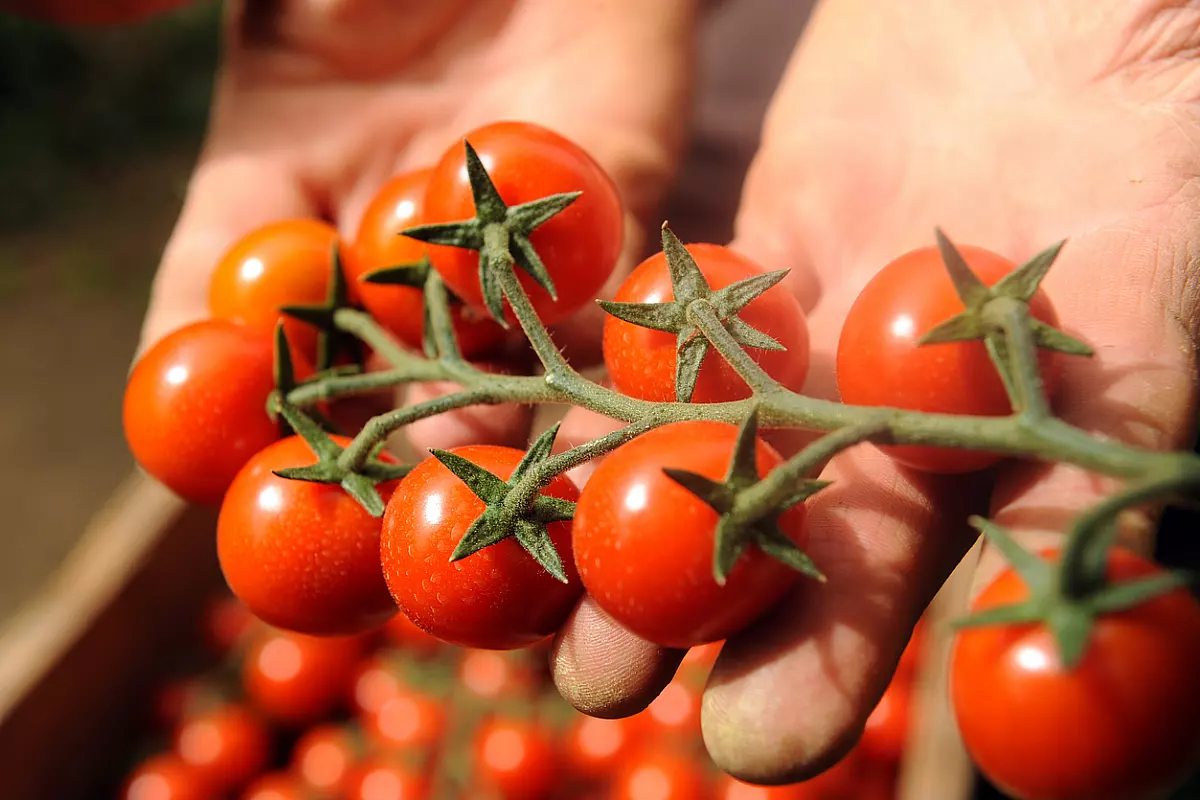 Pomodoro Pachino IGP