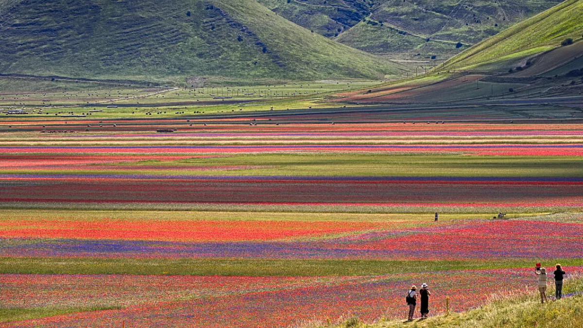 Fioritura di Castelluccio di Norcia