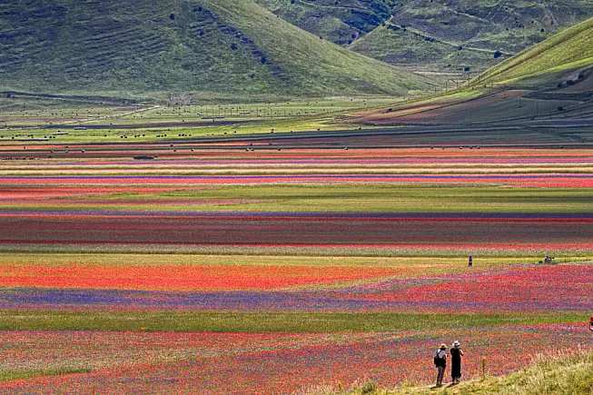 Fioritura di Castelluccio di Norcia