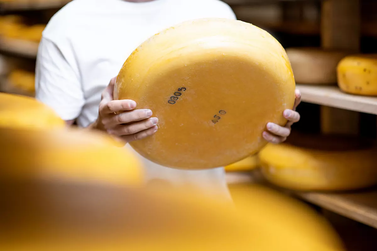 forma di formaggio stagionato