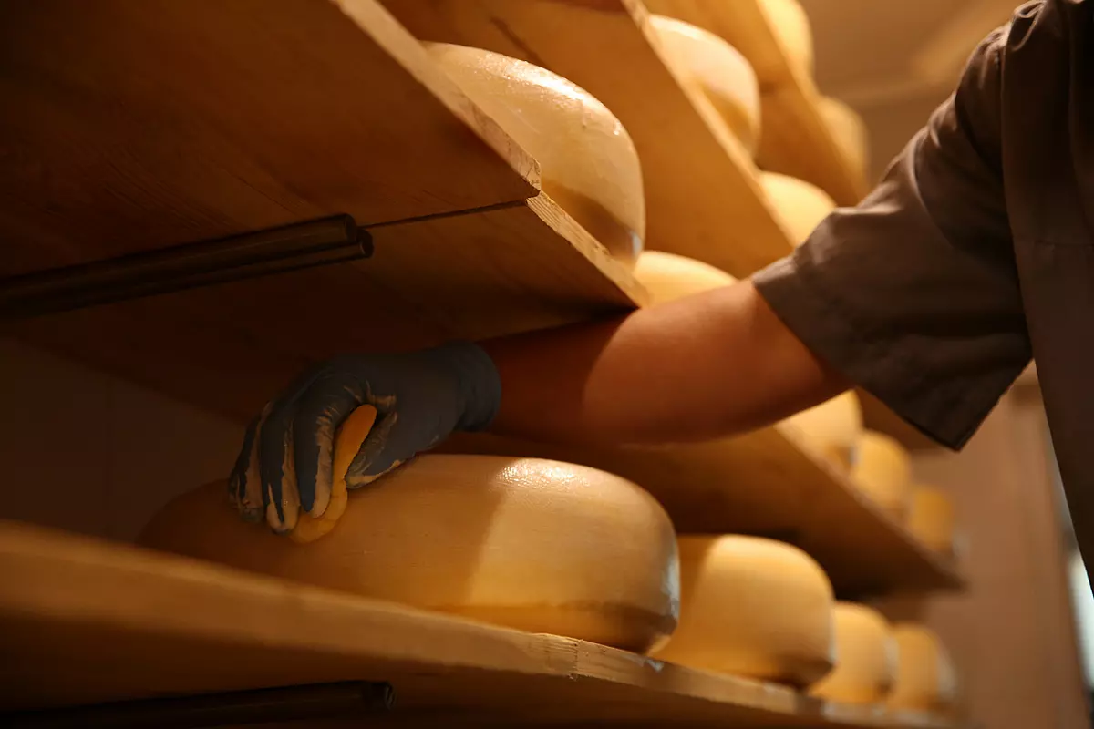 lavorazione del Parmigiano Reggiano