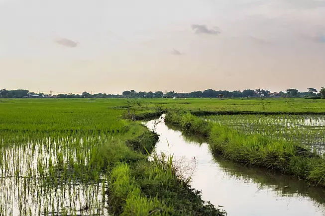 Riso nel Delta del Po