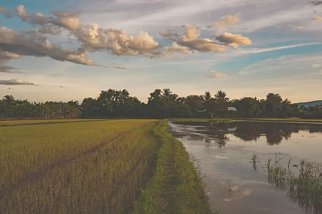 Riso nel Delta del Po