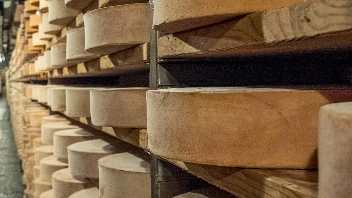 fontina
