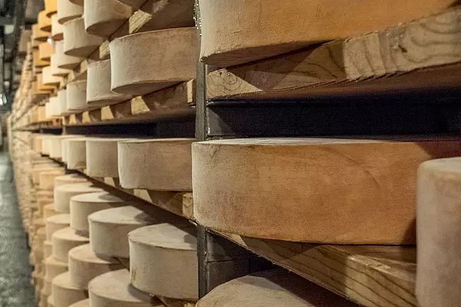 fontina