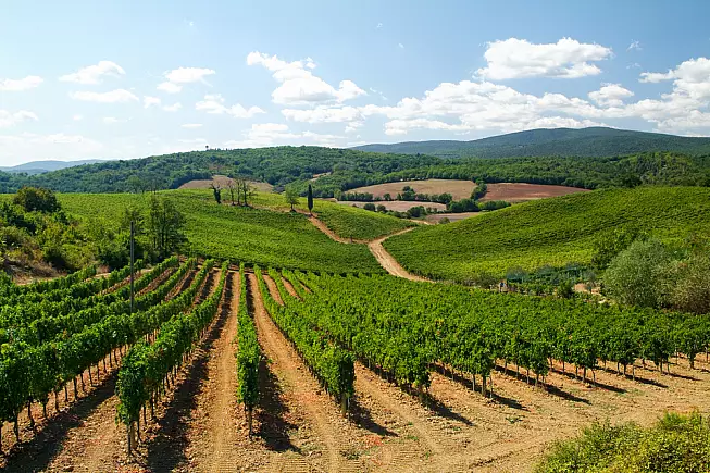 Vigneti toscani