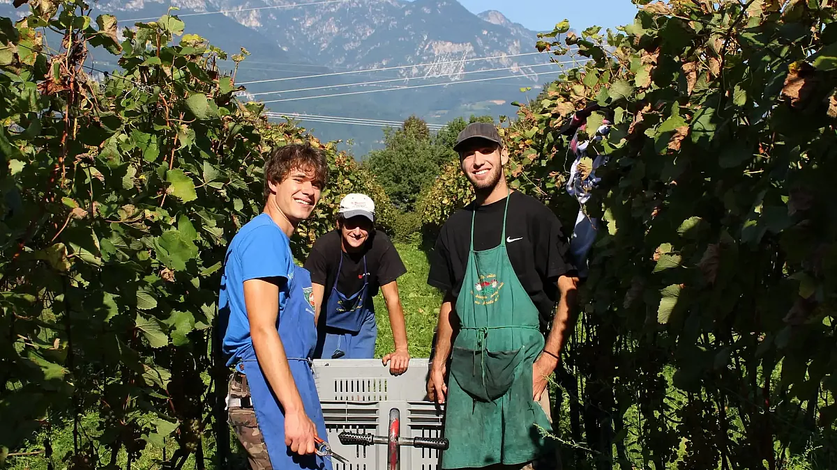 Cantina Franz Haas