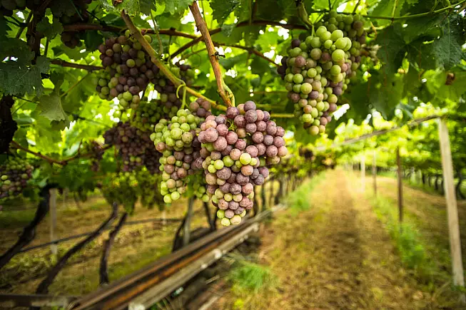 vigna in Sud Tyrol