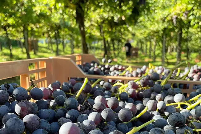 Cantina Le Banchette, vini