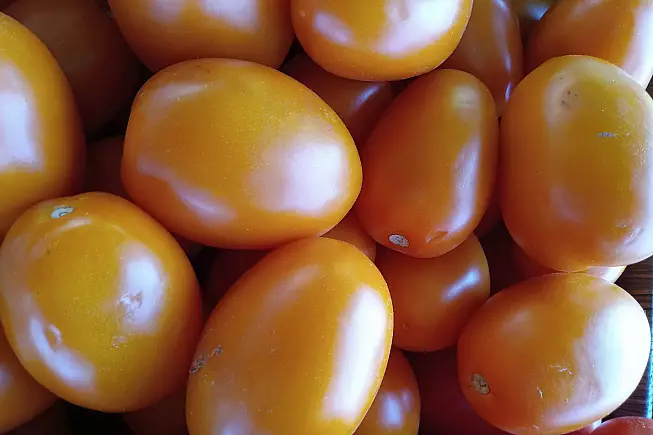 Pomodoro di Rofrano, cosa sapere