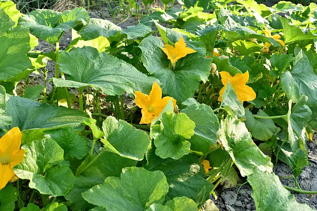 Zucchino di Sacile
