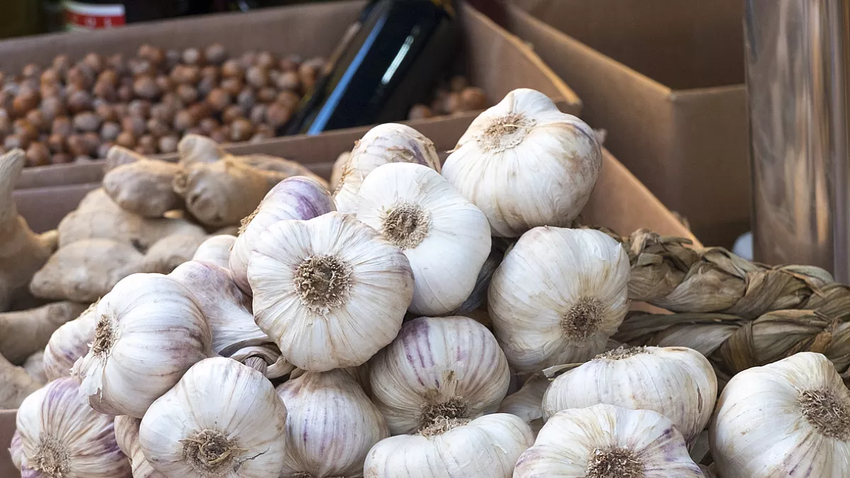 Aglio di Vessalico