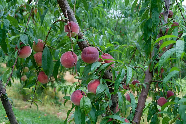 Caratteristiche della biricoccola
