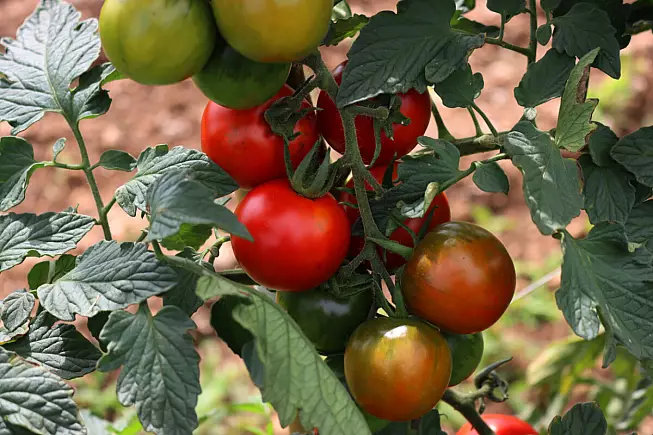 Camone della Sardegna