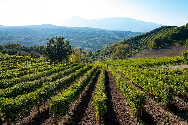 Irpinia, Vini De Stefano