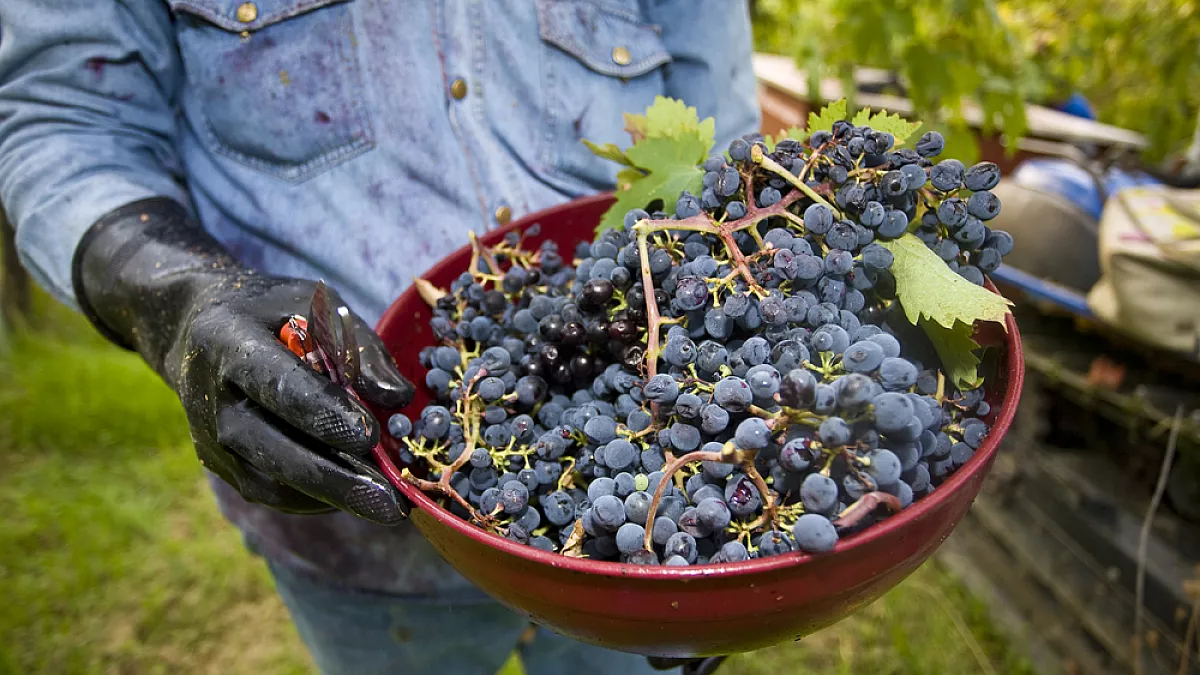 Tollo, capitale del vino in Abruzzo