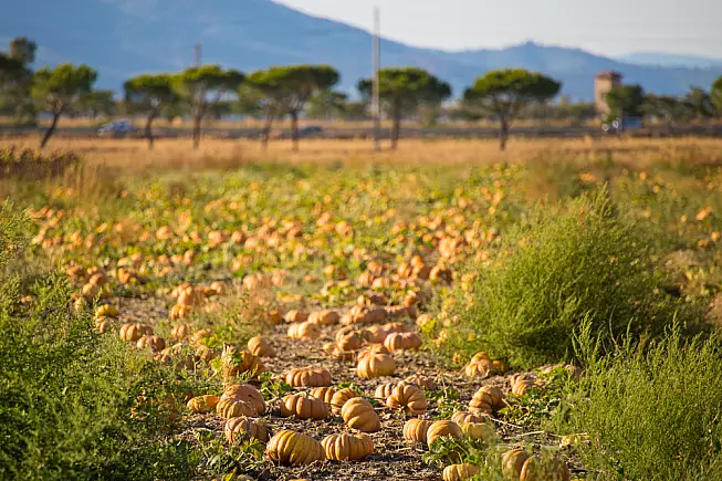3 campi di zucche in Italia