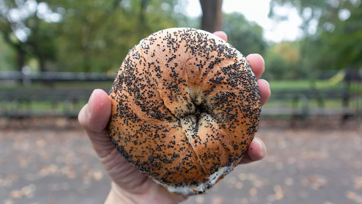 The Fig, Bagel