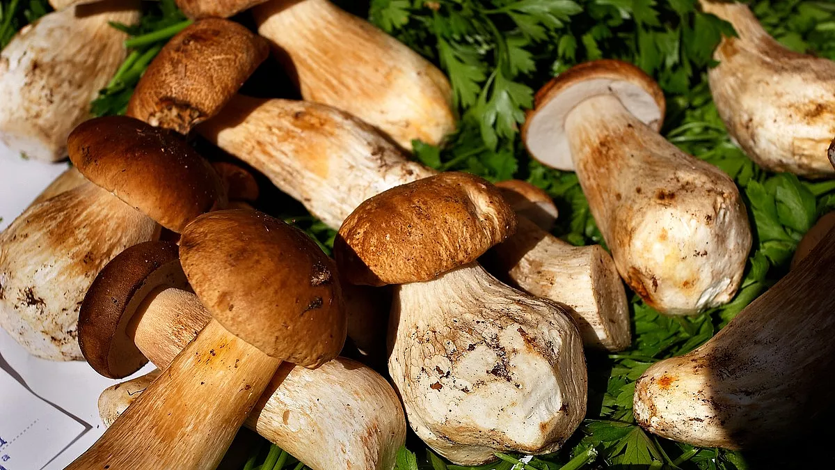 Porcini, Borgotaro