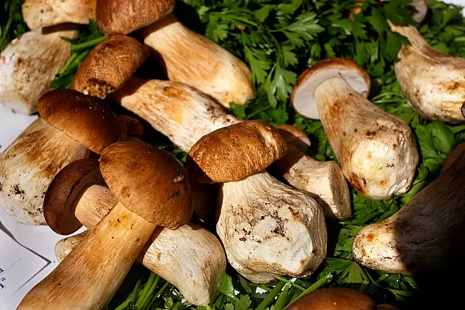 Porcini, Borgotaro