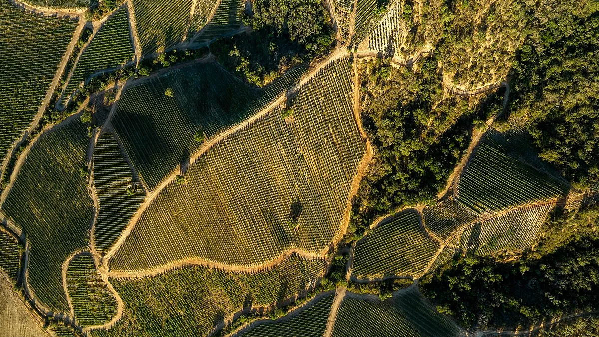 Vigneti
