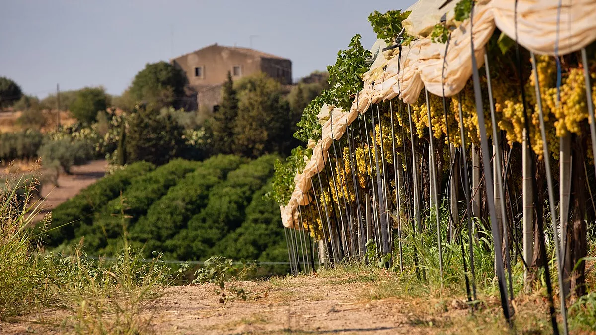 Vitigno di Sicilia
