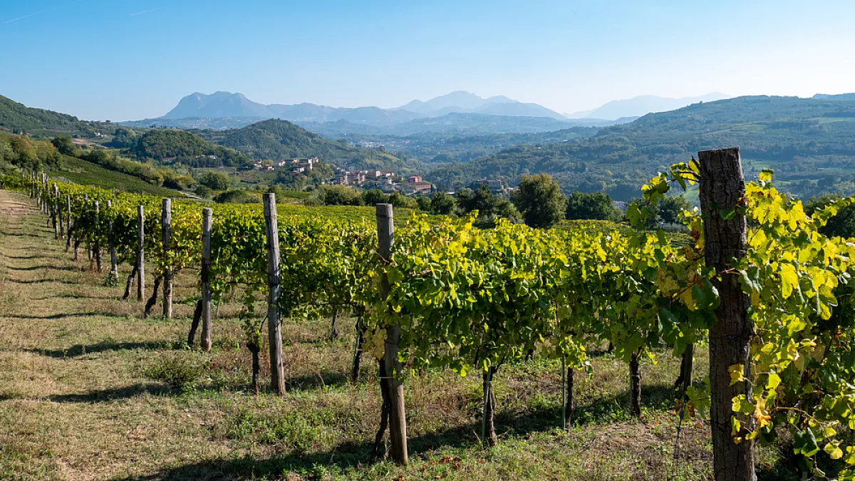 Evento in vigna