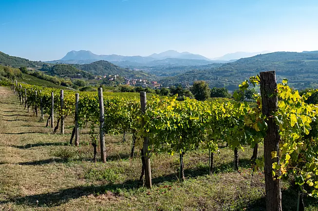 Evento in vigna