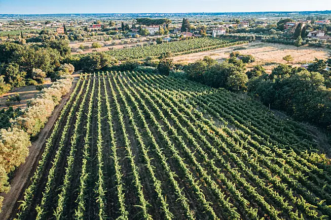 Tenuta Iaconangeli, vigneti