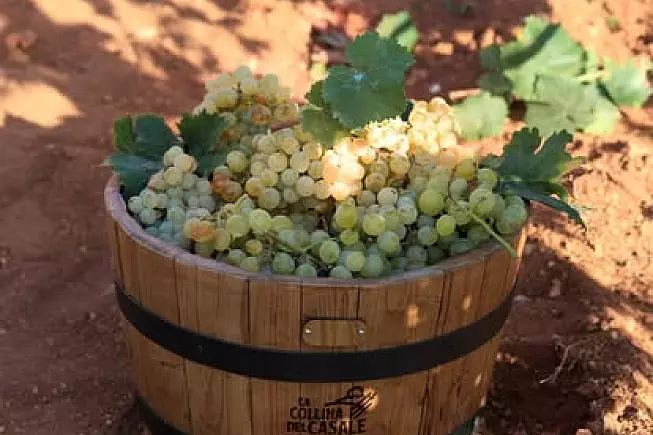 [Foto account Facebook la cantina La Collina del Casale @La Collina del Casale/Facebook]