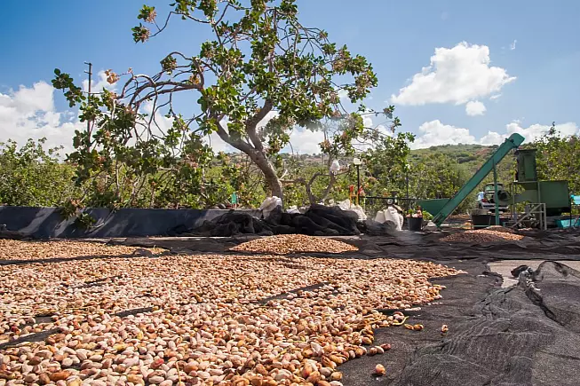Pistacchio di Bronte