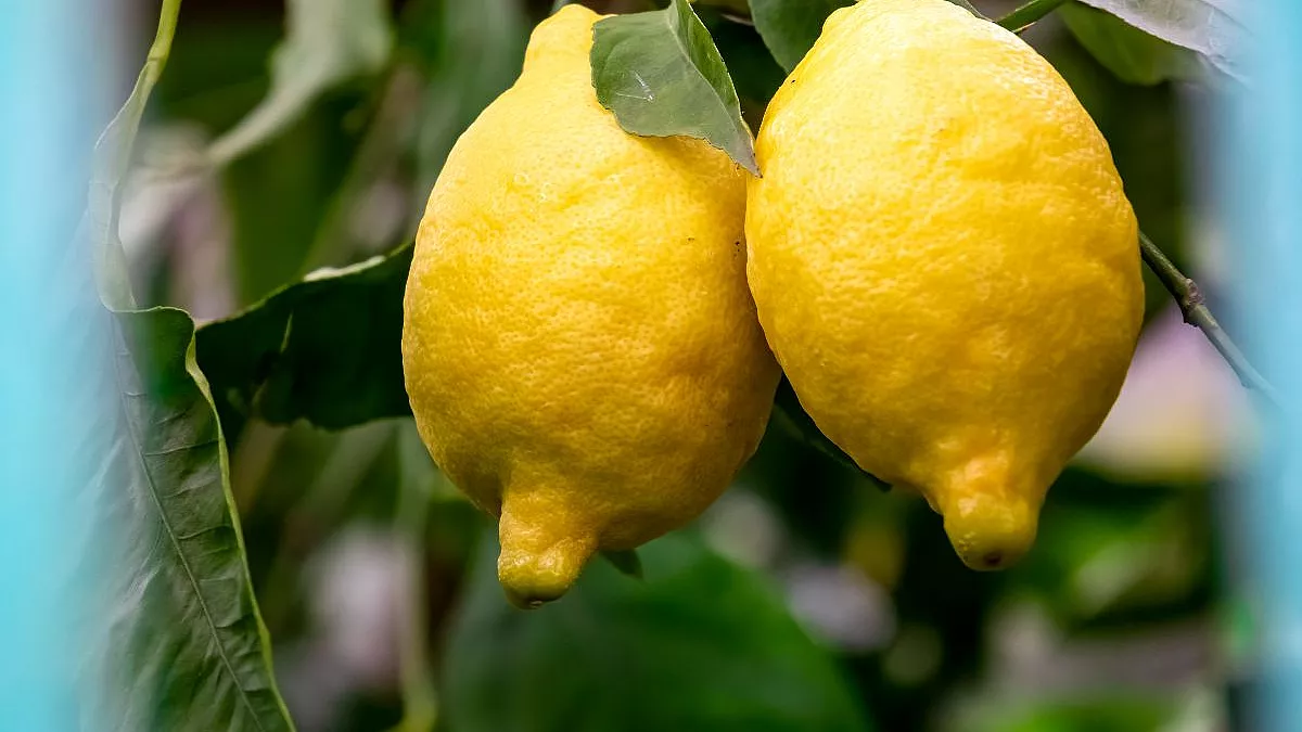 Limoni
