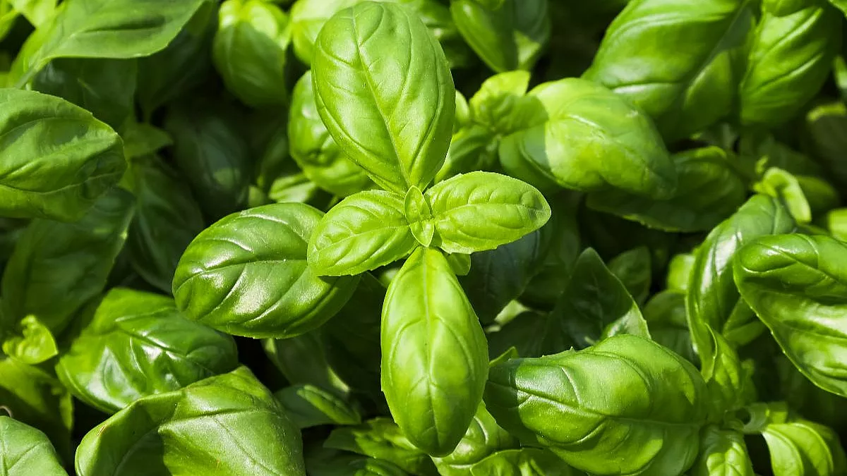 Pesto alla genovese