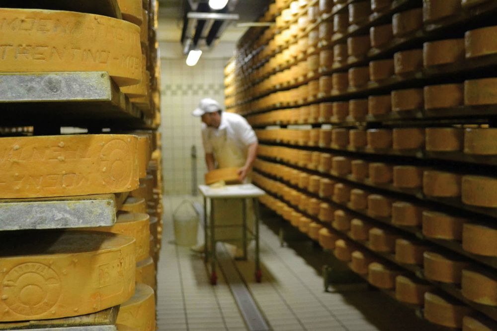 La lavorazione del Puzzone di Moena