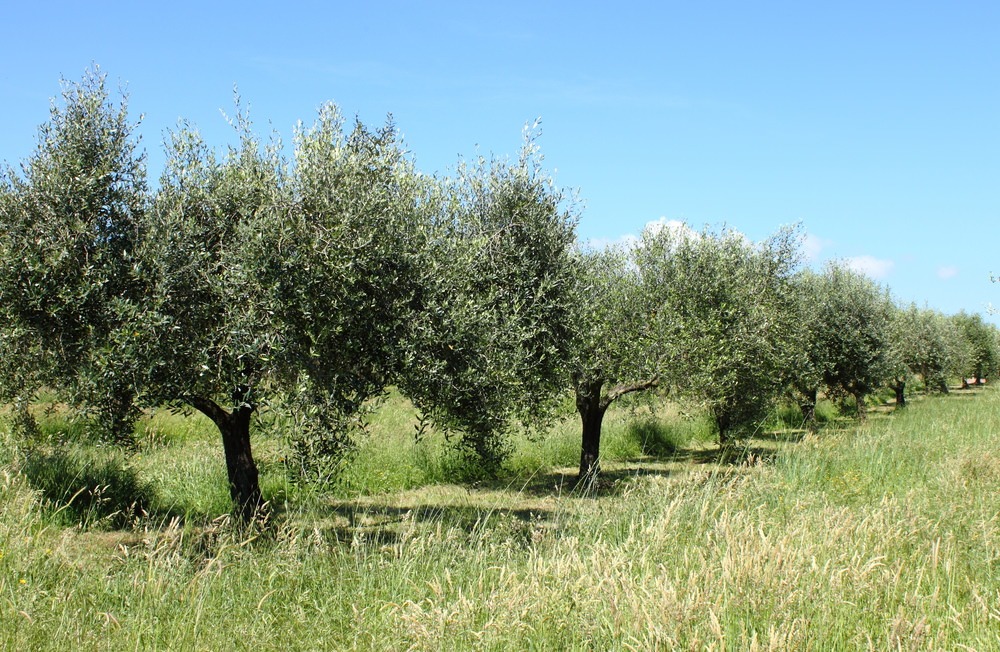 Olivi in Sabina
