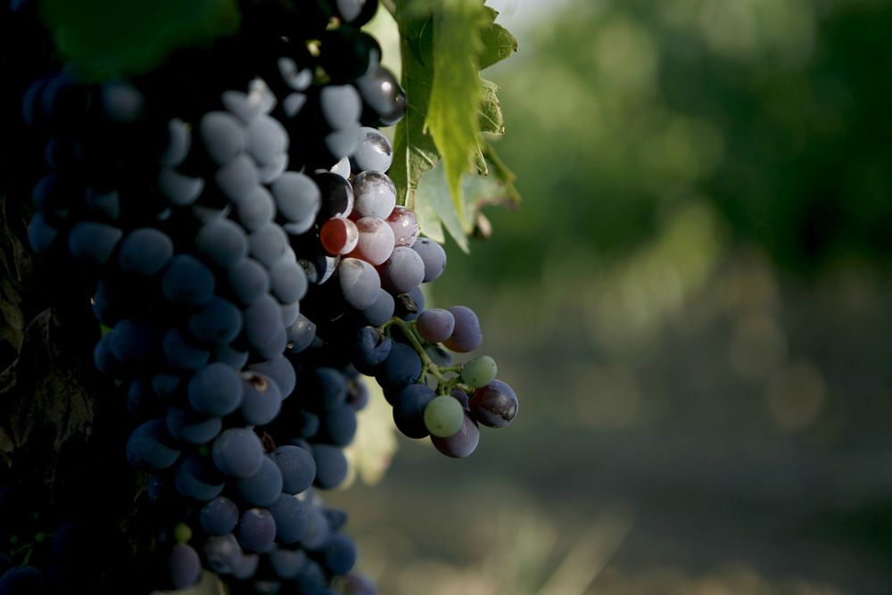 gli itinerari del vino
