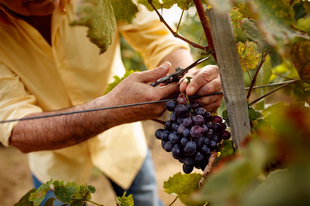 vignaioli