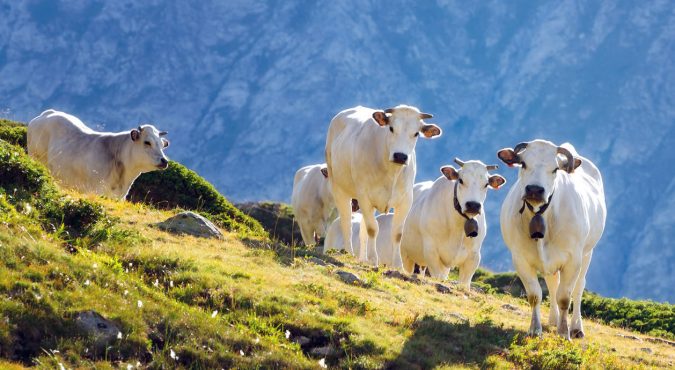 White piedmontese breed cows in the meadows of a mountain pasture