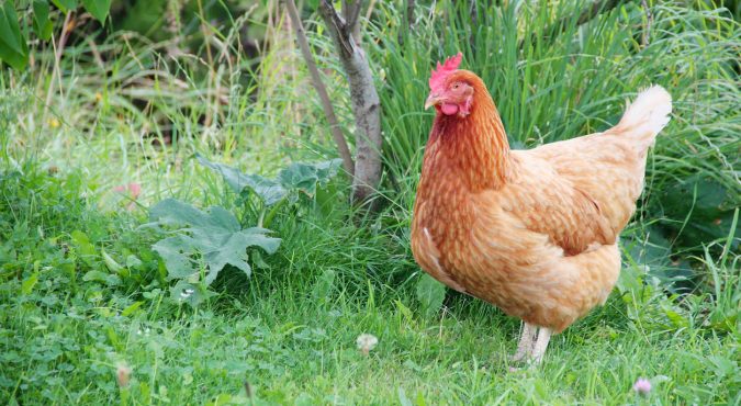 Brown female chicken moving around in the home garden