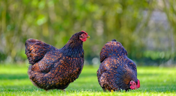 Gallina robusta lionata