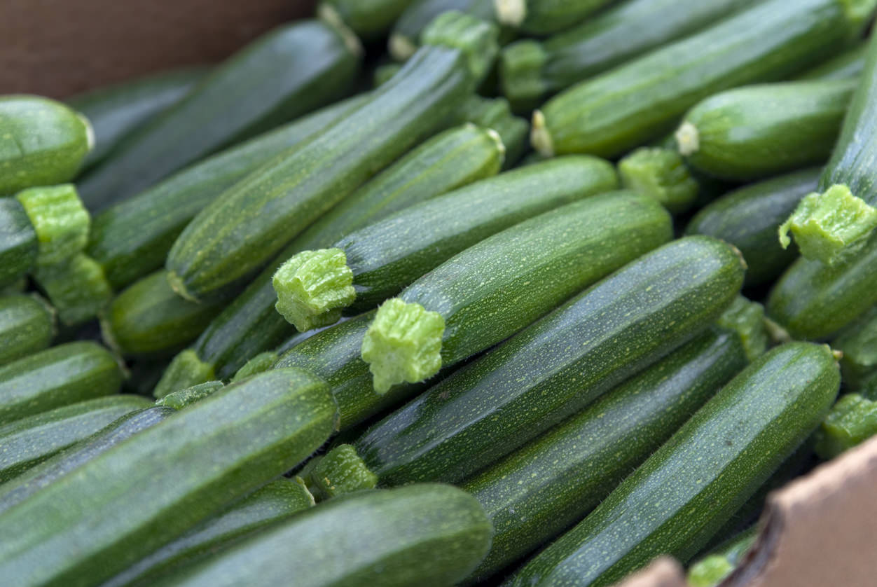 Semi Zucchino Genovese Nr.35 - Per Orto Domestico E Professionale