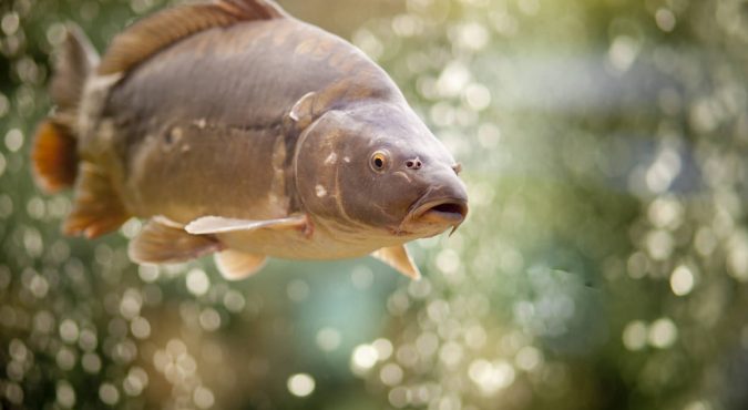 Common Carp