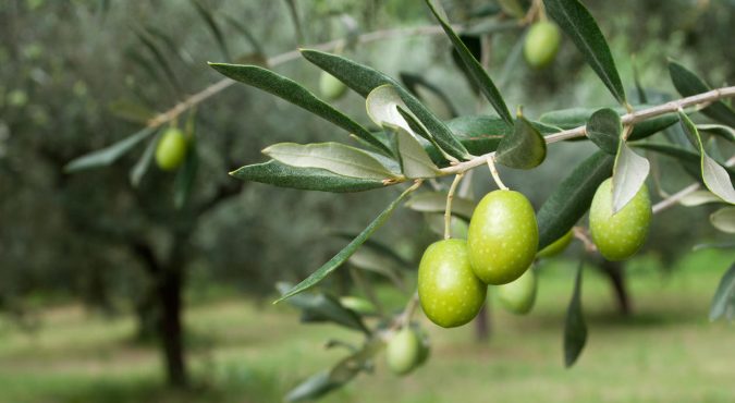 Olive alla calce