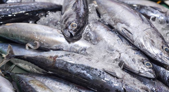 Fresh bluefin tuna fish on ice exposition